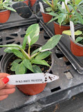 White Princess Philodendron